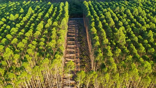 como-fazer-aromatizador-de-ambiente-caseiro-eucalipto_2