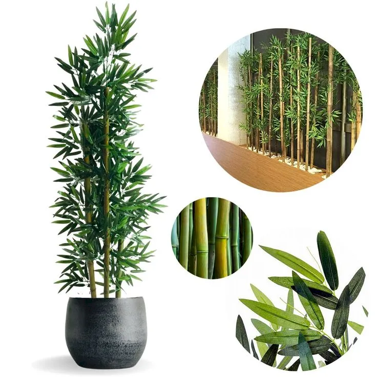 plantas-para-escritorio-fechado-bambu-da-sorte_1